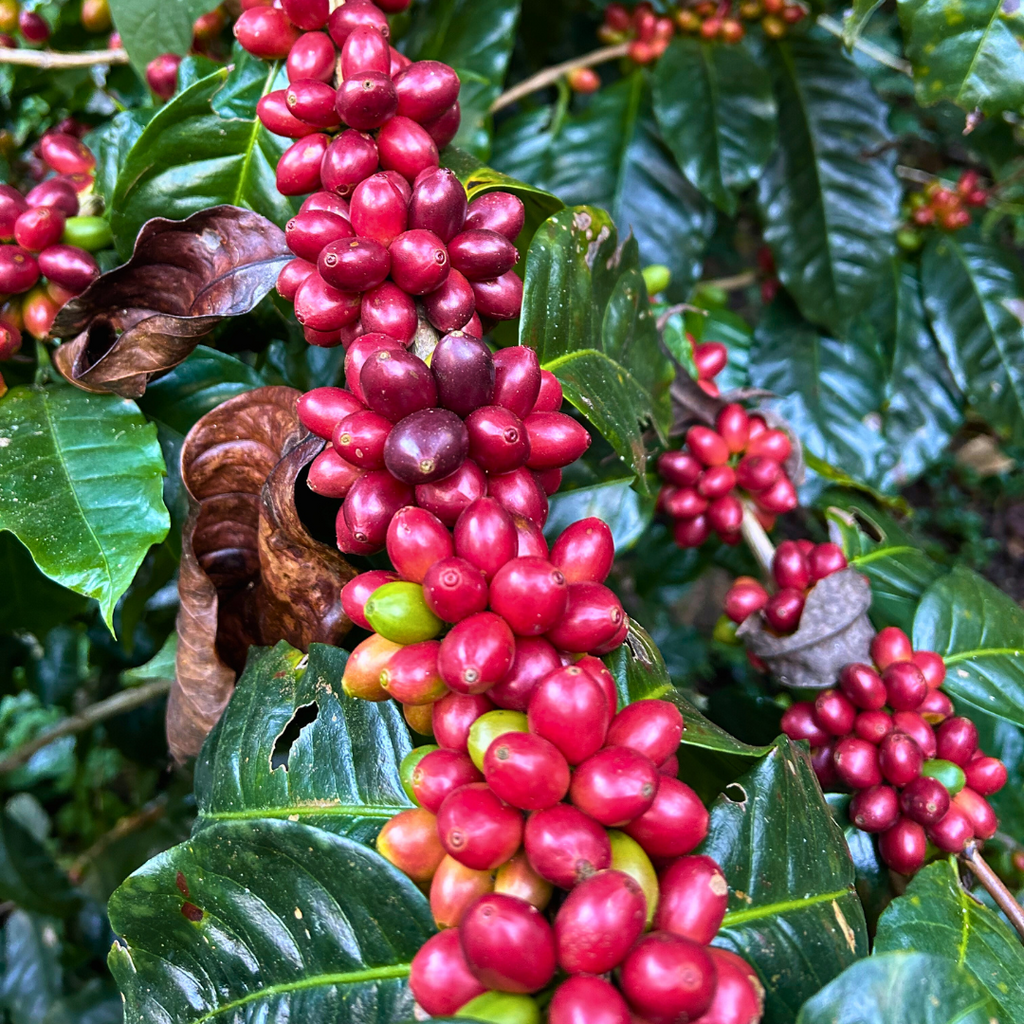 Vom Hirten, dessen Ziegen die Kaffeebohnen entdeckten – Die Legende des Kaffees