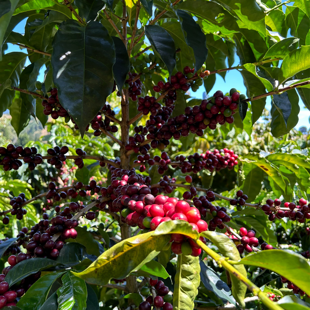 Von immergrünen Sträuchern, reifen Kirschen und rohen Bohnen - Wie wächst Kaffee?