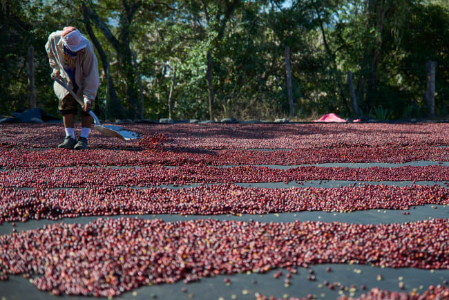 Finca Montecristo Filter