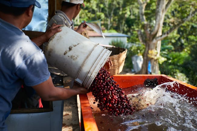 Finca Montecristo Filter