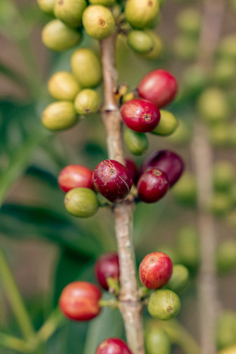 Villa Betulia Espresso