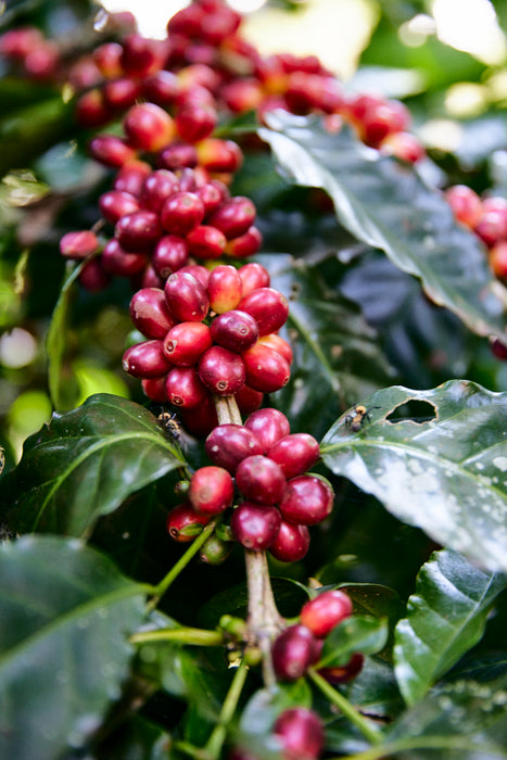 Finca San José Espresso