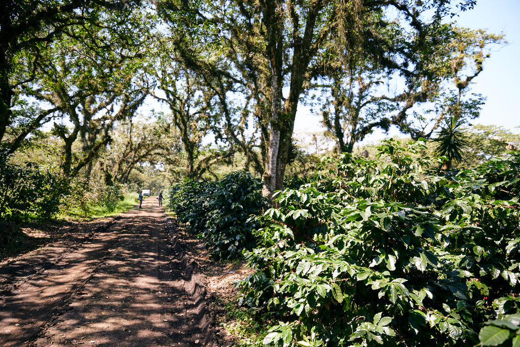 Finca San José Espresso