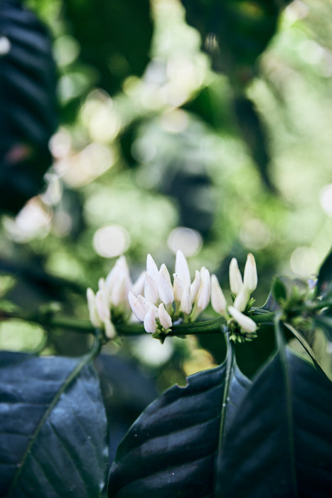 Finca San José Espresso