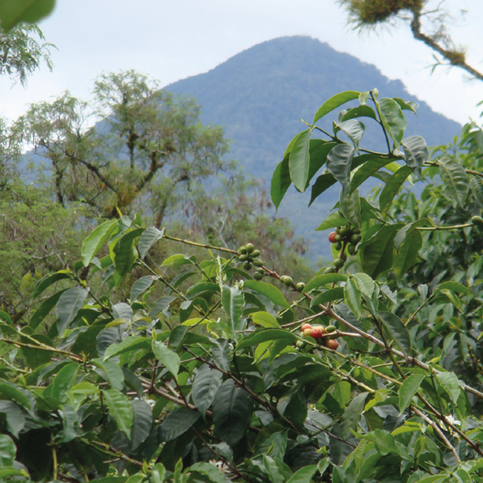 Kerinci Honey Espresso