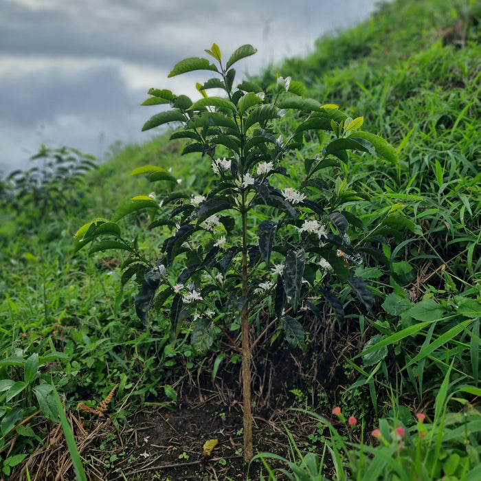 Popayan Reserve Decaf