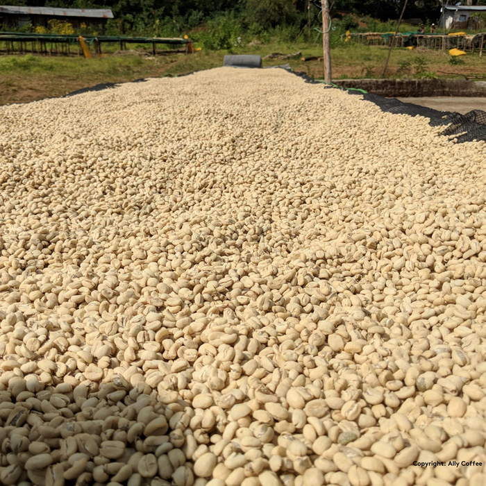 Sidamo Acacia Espresso