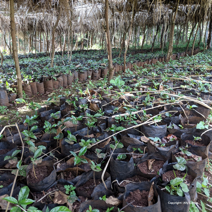 Sidamo Acacia Espresso