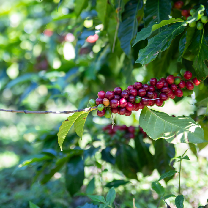 Finca Medina Espresso