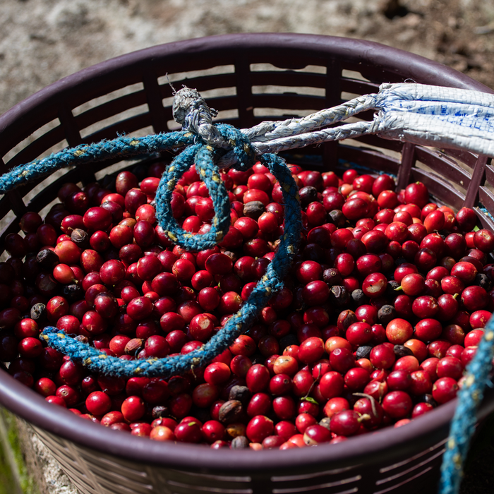 Finca Medina Espresso