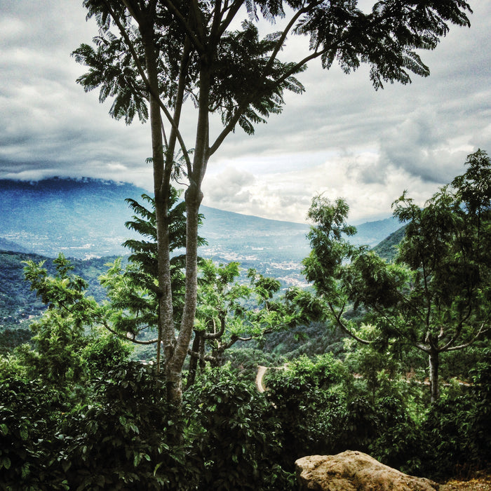 Finca Medina Espresso